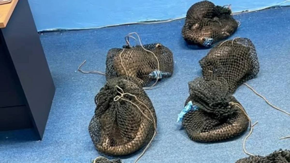 Wildlife Smuggler Arrested in Sabah With Live Pangolins, Elephant Tusk