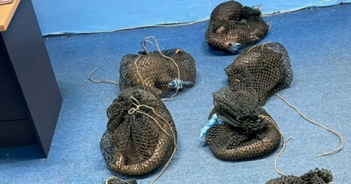 Wildlife Smuggler Arrested in Sabah With Live Pangolins, Elephant Tusk