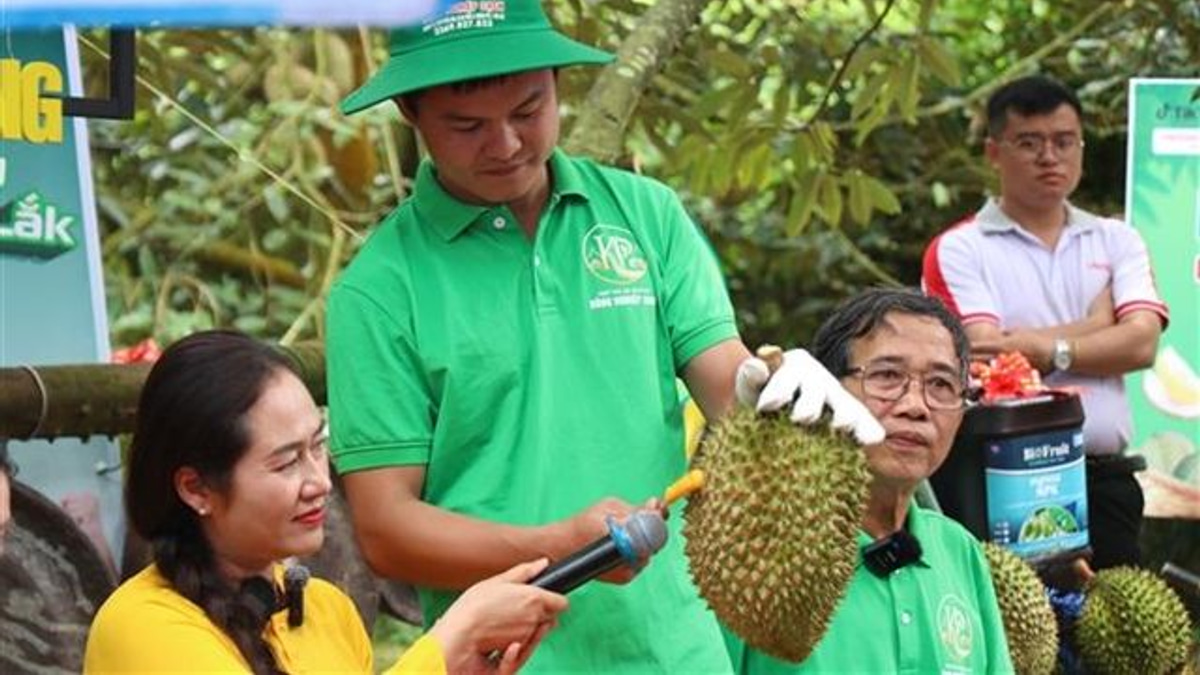 Vietnam's Durian Export Engine Faces Growing Pains as Certification Fraud Unravels