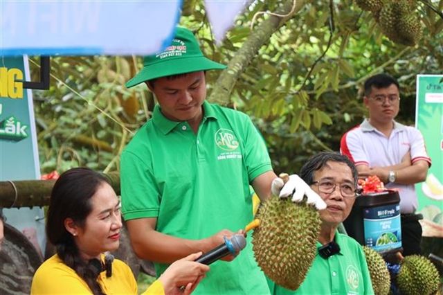 Vietnam's Durian Export Engine Faces Growing Pains as Certification Fraud Unravels