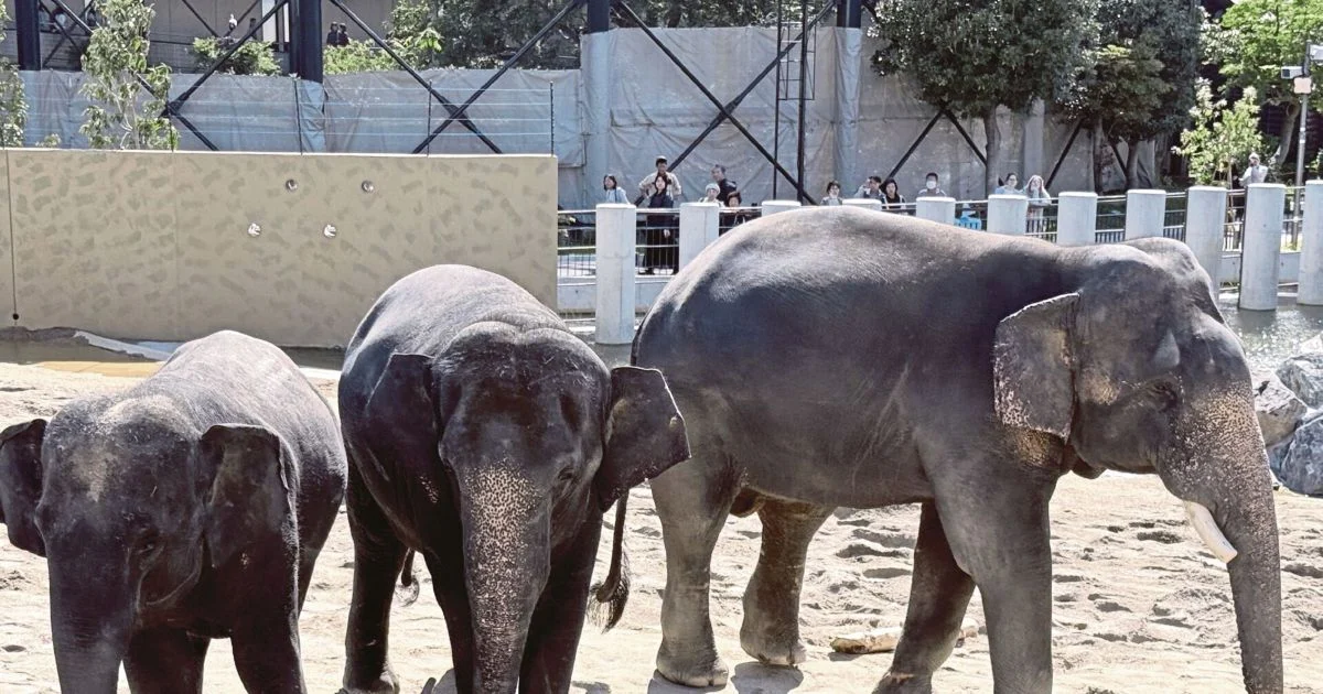 MACC Launches Investigation into Zoo Taiping's Elephant Transfer to Japan