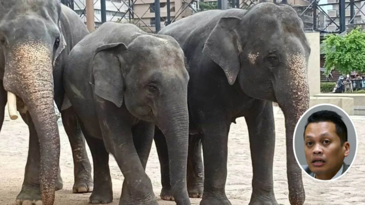 Nik Nazmi denies involvement in RM53 million elephant transfer scandal