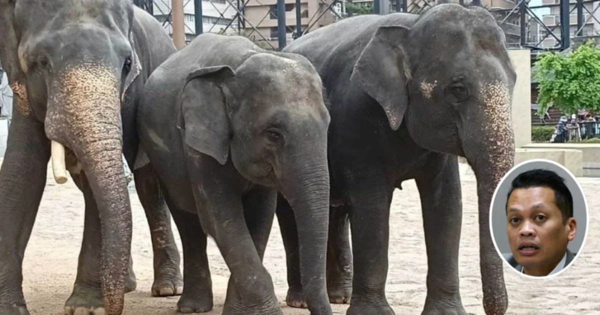 Nik Nazmi denies involvement in RM53 million elephant transfer scandal