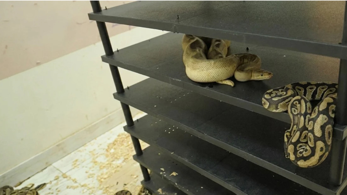 Chinese Man Jailed for Illegal Python Breeding Operation Exposed by Soaring Electricity Bills