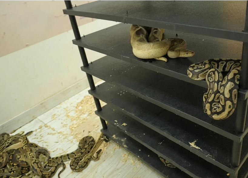Chinese Man Jailed for Illegal Python Breeding Operation Exposed by Soaring Electricity Bills