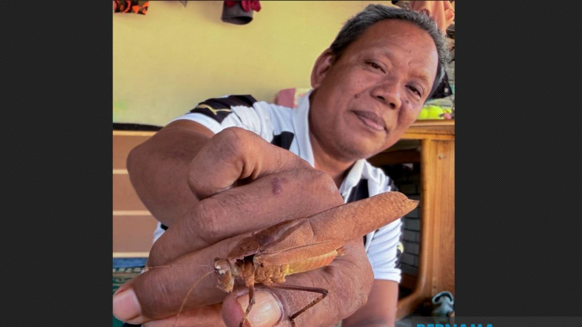 Kelantan Youth Rediscover Traditional 'Belalang Kerek' Cricket Battles, Ditching Digital Distractions