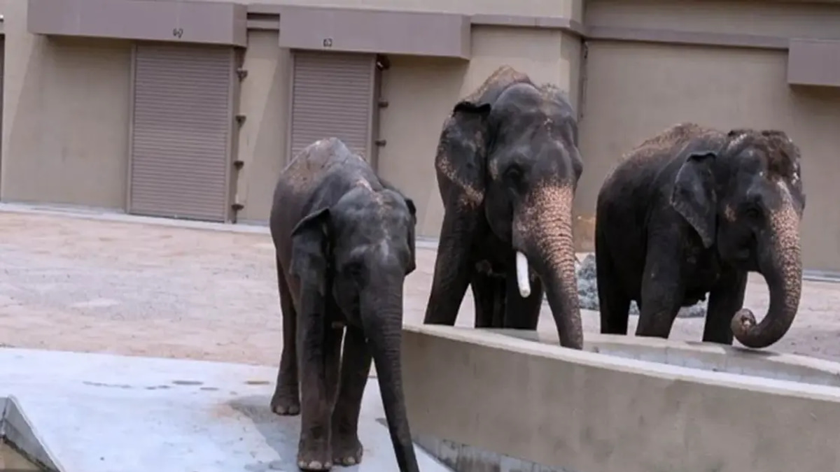 Wildlife NGO Alleges RM50 Million Paid to Individuals in Elephant Transfer to Japan Deal