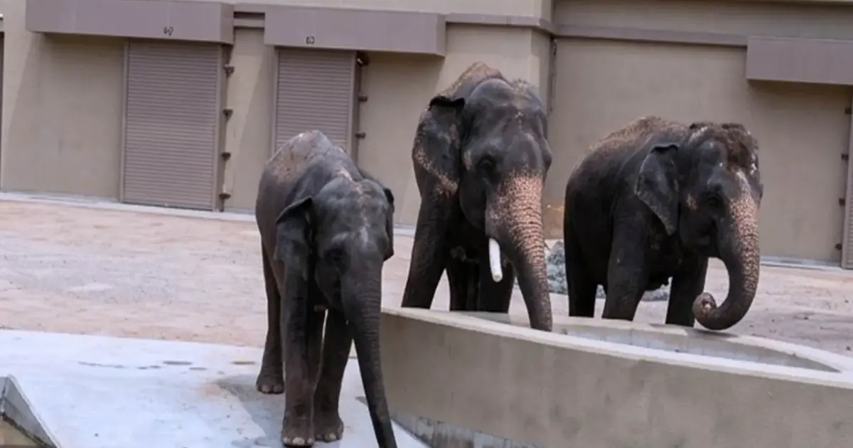 Wildlife NGO Alleges RM50 Million Paid to Individuals in Elephant Transfer to Japan Deal