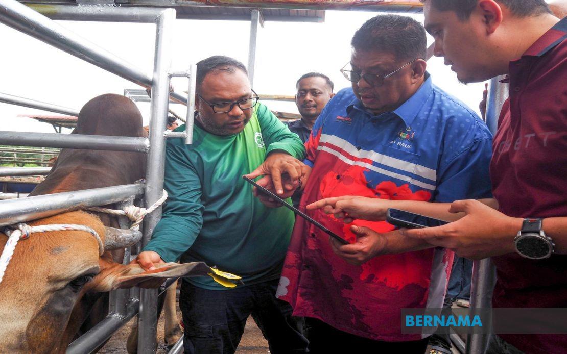 Melaka Deploys QR Tag System to Track Livestock and Tackle Stray Animal Crisis