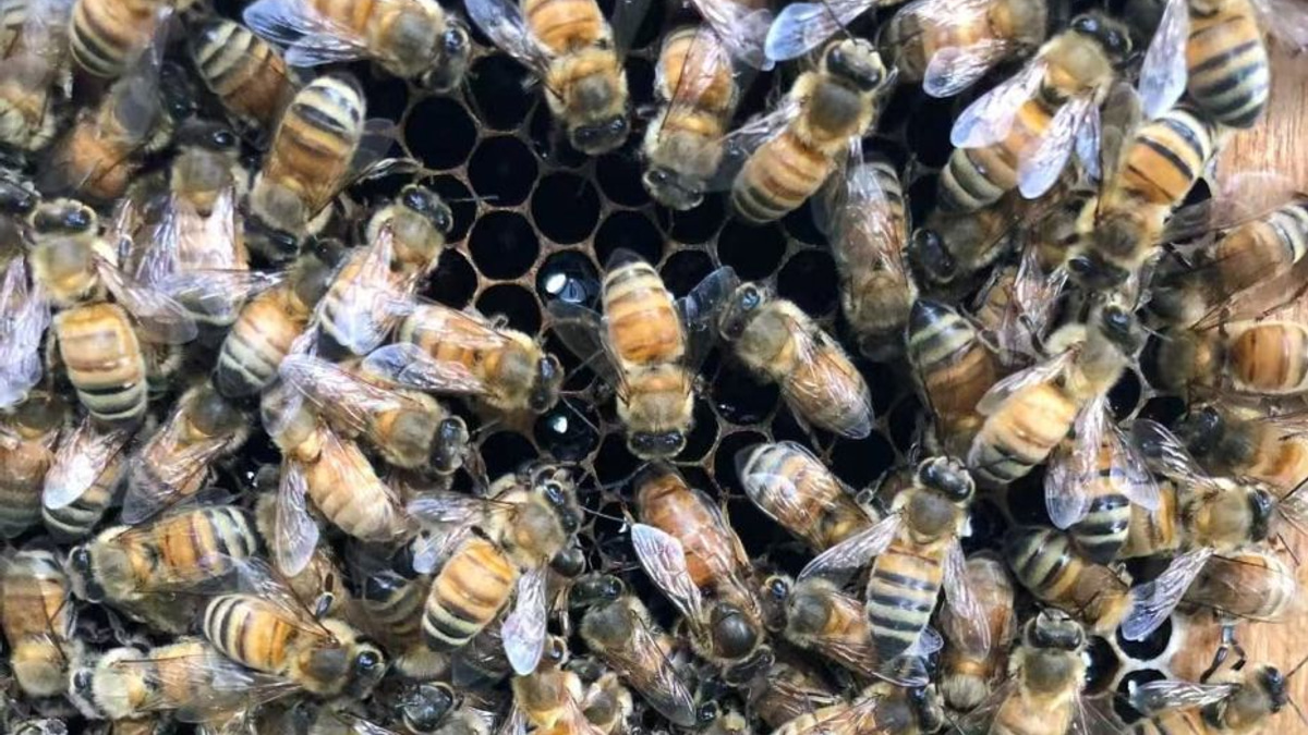 Beyond Royal Jelly: How Honeybee Workers Engineer a Queen's Destiny