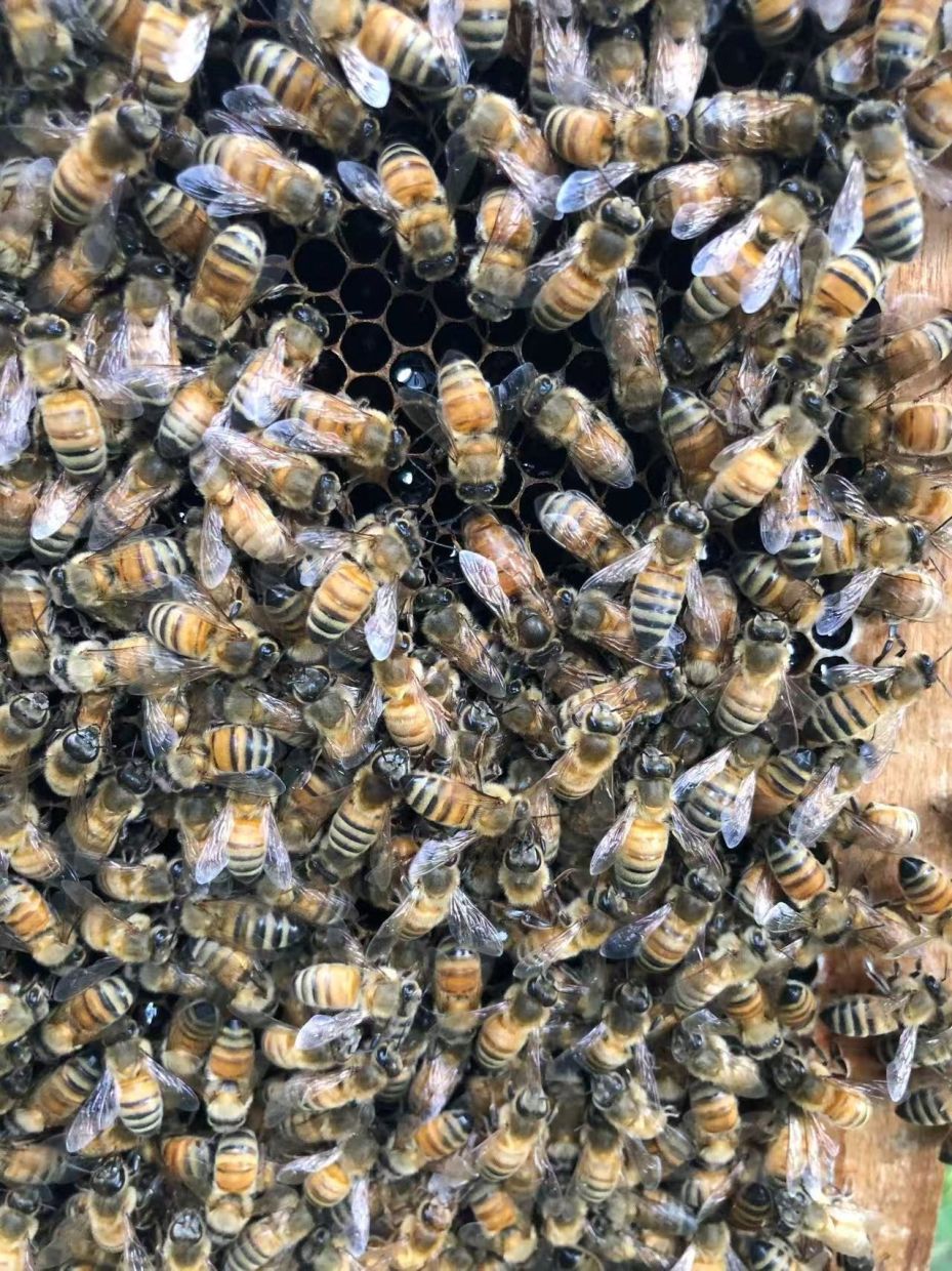 Beyond Royal Jelly: How Honeybee Workers Engineer a Queen's Destiny