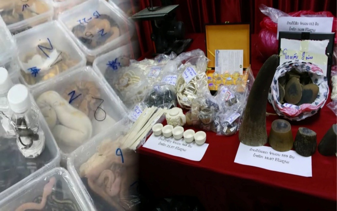 Laos Dismantles Major Wildlife Smuggling Network, Rescues Nearly 300 Animals