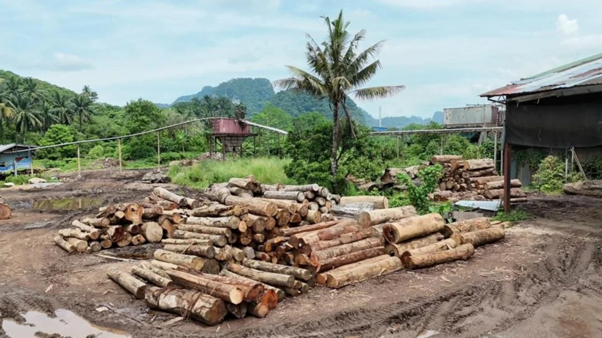 Timber Smuggling Bust: GOF Arrests 11, Recovers RM2.43mil in Raids Across East Coast States