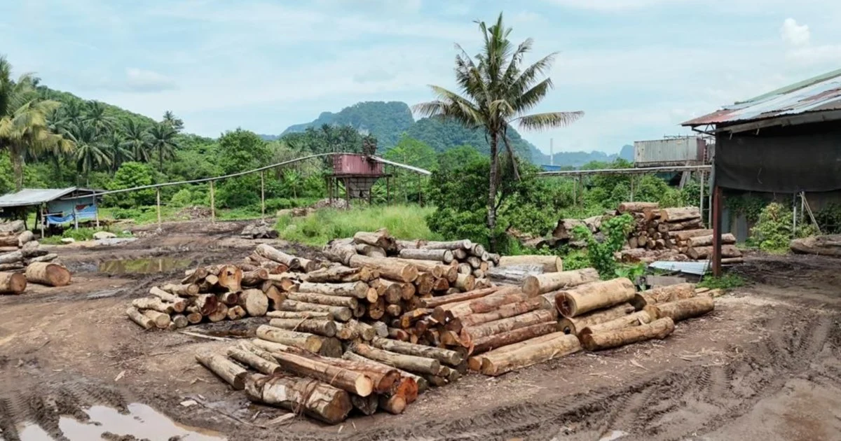 Timber Smuggling Bust: GOF Arrests 11, Recovers RM2.43mil in Raids Across East Coast States